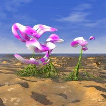 Pink&nbsp;Orchids mobile phone logo 208x208