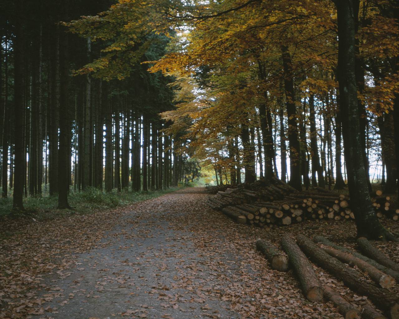 lumber wood yellow trees pathway Vincent Stahl photo library