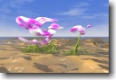 Pink Orchids photoprint