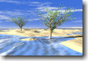 Frozen Desert Trees
