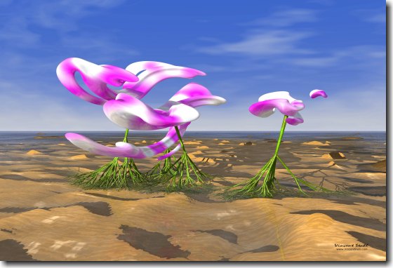 Pink Orchids